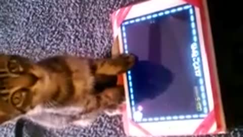 Kitten Plays iPad Game