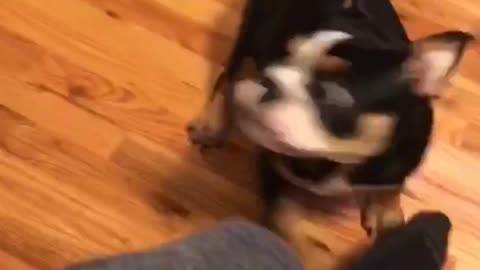 annoyed cat slaps dog repeatedly - Angry Cat slaps Dog - cat vs dog