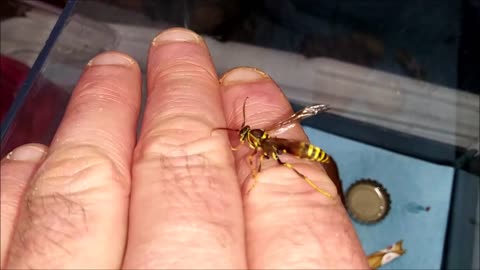 Flightless Injured Wasp