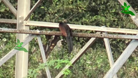 Greater Coucal on Earth - Wildlife Bird Videos - Beautiful Birds In The Planet