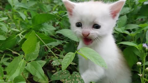 The sound of a baby cat calling its mother