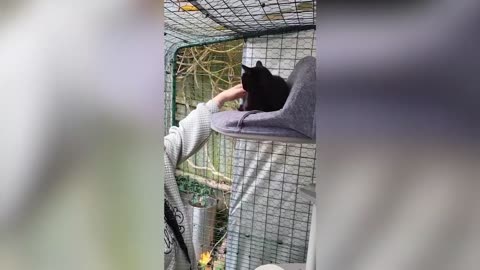 Cat missing for SIX years reunited with owners by chance