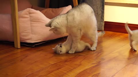 Mother cat cleaning kittens by force