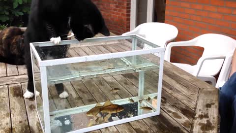 Funny cat tries to catch fish.