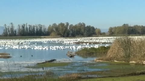 Traveling the USA Solo e6: Bird Sanctuary