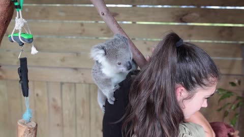 The moment this baby koala climbs up and cuddles cameraman #2 Additional Footage