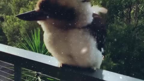 Cute kookaburra 🐦 enjoying snow ❄