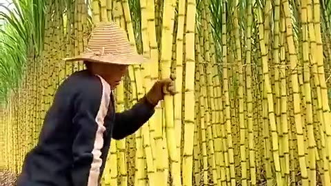 Sugarcane juice 🤤🙏 video