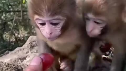 ***MUST SEE!!!*** Cute Baby Animals!!!