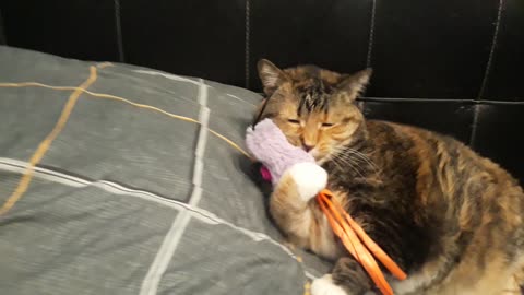 A Cat's Purrfect Playtime