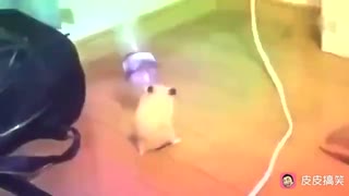 Hamster who likes rock and roll