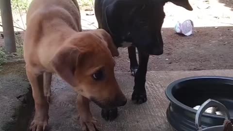 Cute Dog Eating Fish 🐟