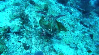 Underwater turtle swimming