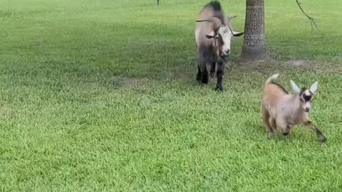 Cute little goat funny video!
