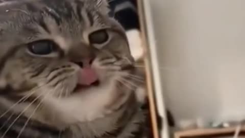 Beautiful Cute cat reaction