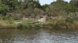 Alligator Hike