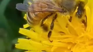 Rumble Bee