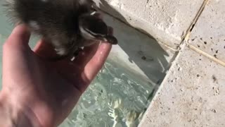 Duckling Goes For Double Dip