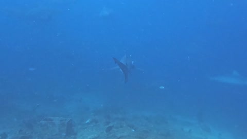 Hungry bull sharks gather quickly when bait bucket appears