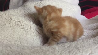 Tiny and fluffy 3 week old kitten Gingernuts gets nervous