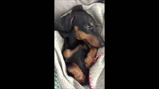 Tucked in dachshund falls asleep while watching TV