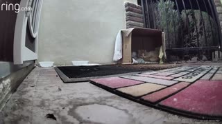 Neighborhood Bandit visits my feral porch cat.