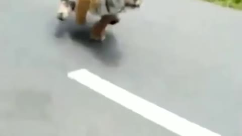 Tiger attack human - tiger at topspeed