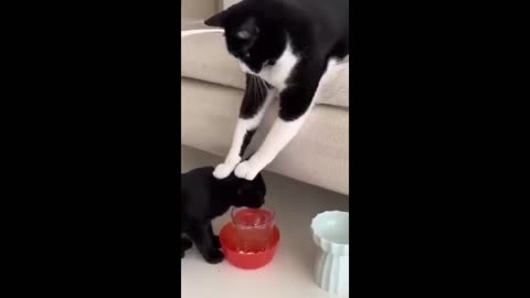 Funny animal videos 2024 - Funny cats\dogs