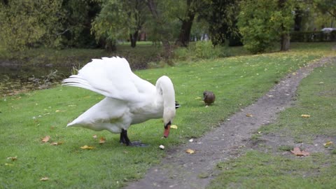 Feeding A Swan In The Park