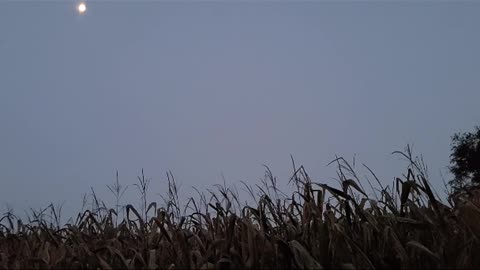 The Harvest Moon And The Owl