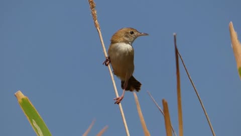 Cysticola golden-headed: singing beauty on a branch...
