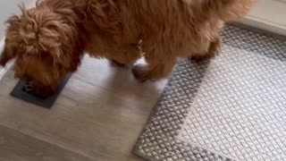 Dog Returns with a Baby Ringtail Possum on His Back