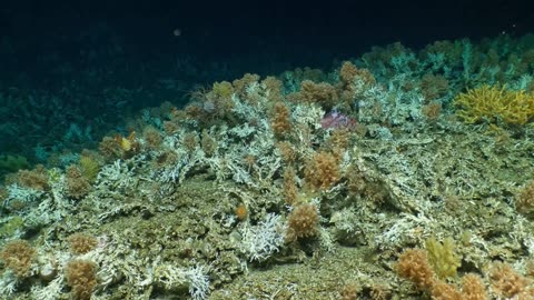 CORAL RELIEF: Huge Ancient Reef Discovered Off Darwin Islands