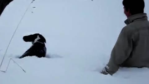 Beagle pup's first experience with deep snow