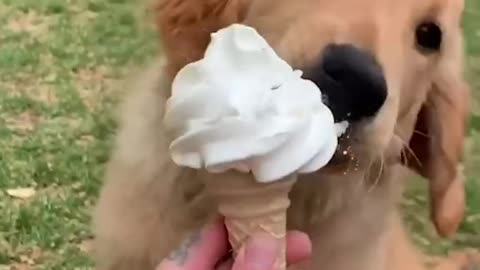 Cute dog eating ice cream happily