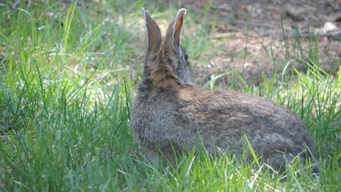 Watch how wild rabbit eat green grass in the spring Really fun