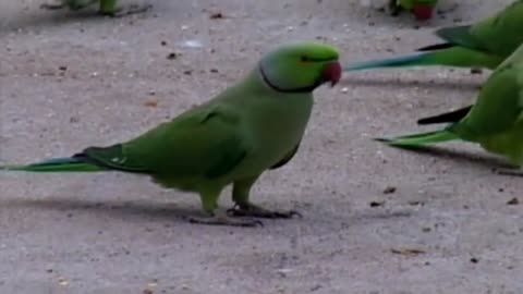 This Great Man Feeds Thousands of Wild Parrots every day - It is Incredible