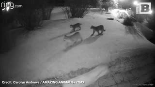 Mountain Lions Caught on Camera Near Residence in Colorado