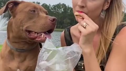 Pit Bull amusingly interferes with proprietor's exercise to get snuggles