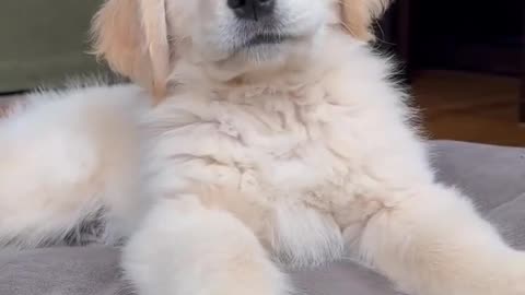 This is the Perfect Puppy!