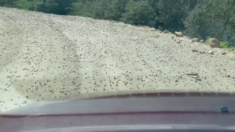 Mormon crickets take over Idaho road
