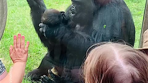 MOTHER GORILLA PROUDLY INTRODUCES HER BABY AT CALGARY ZOO