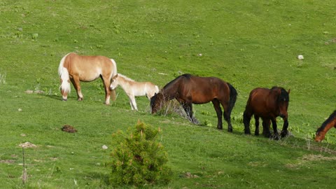 a herd of free grazing horses semi wild horses
