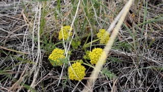 yellow flowers