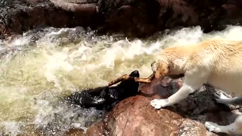 Dog Saves Friend from Drowning - Animals are awesome
