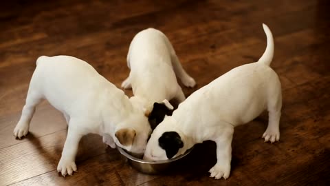 Hungry Puppies Eating Together Video