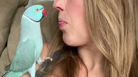 Kiwi the Parakeet Has A Lot To Say