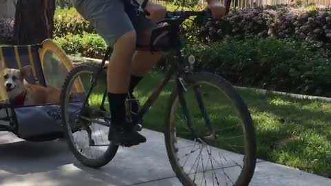 Corgi sits back, enjoys lovely bike ride