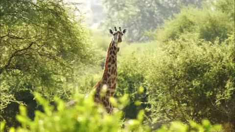 Giraffe Standing In Grassland Surrounded By Tree Bushes, South Africa