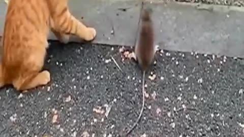 Cat & mouse fight